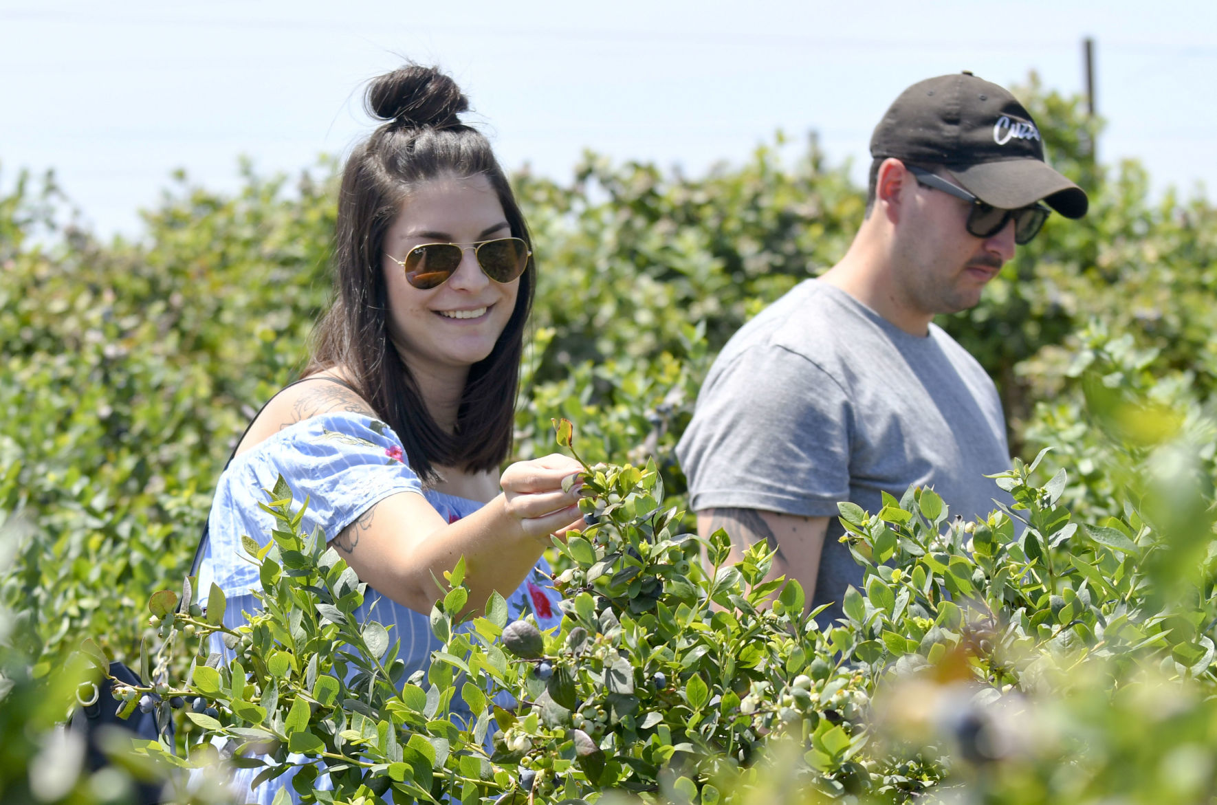 050720 U-Pick Blueberries 07.jpg